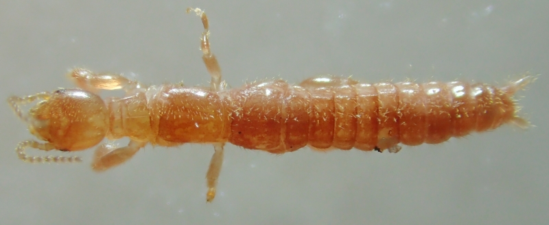 Haploembia solieri (♀)?